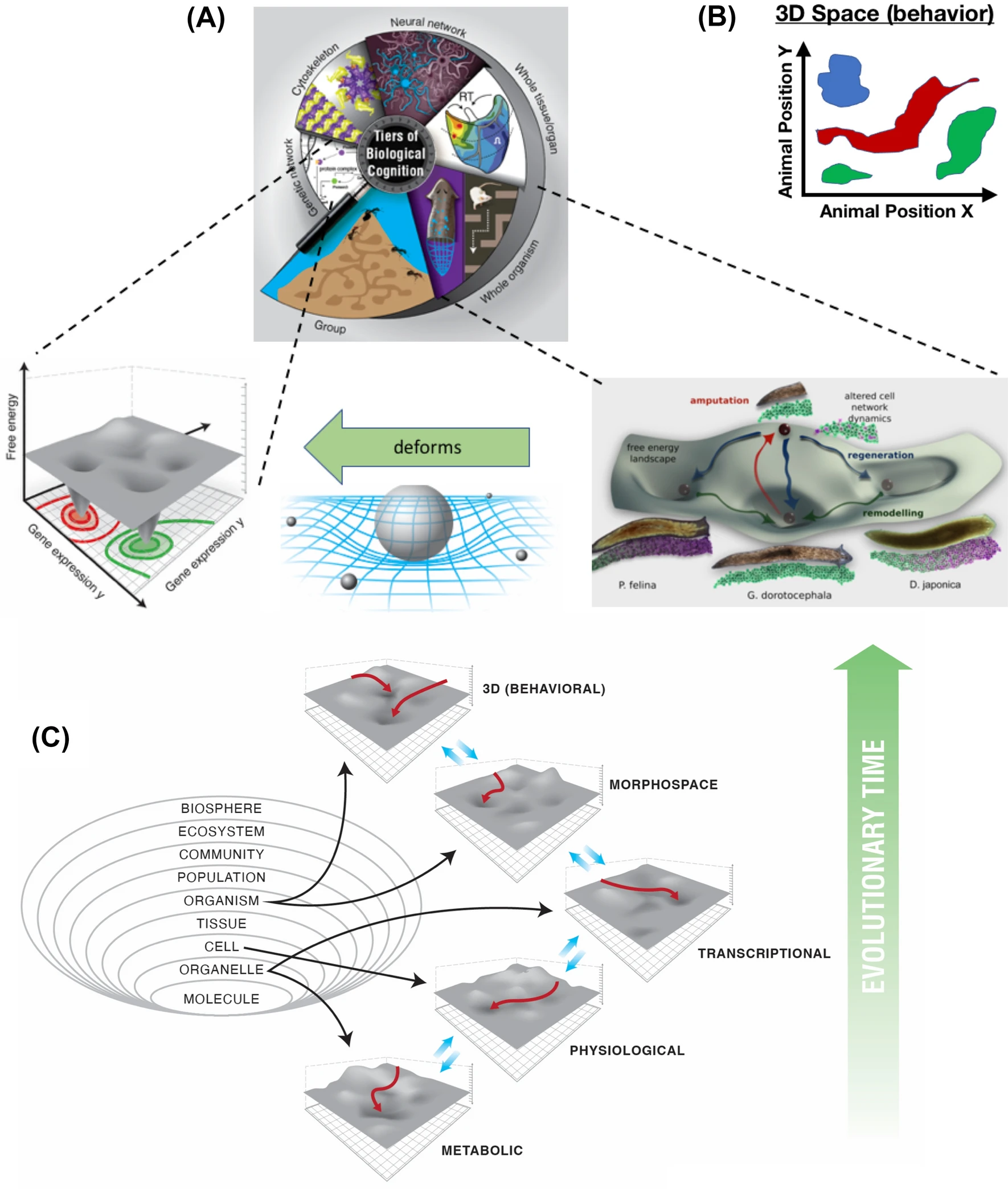Multiscale competency architecture operates across problem spaces Levin (2023)